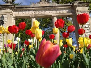 Article: Lindenwood's Curious Gender Studies Affair