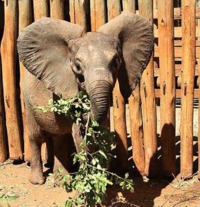 Rorogoi - Sheldrick Wildlife Trust