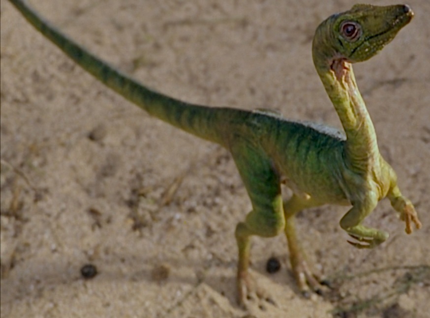 4 - Compsognathus