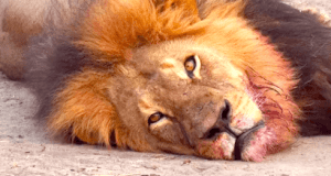 Cecil the Lion 2