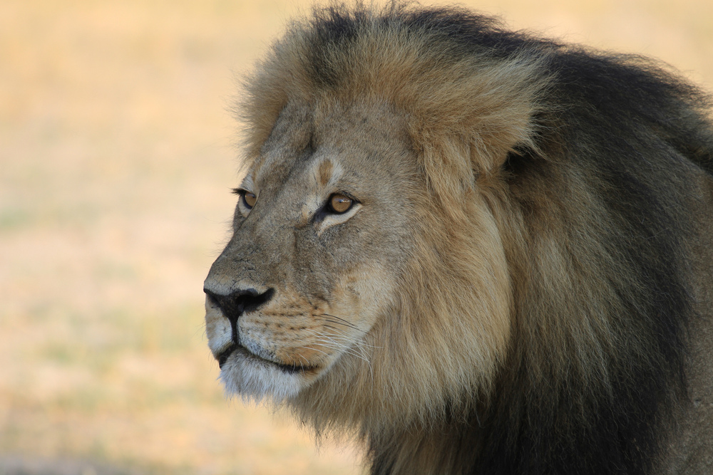 Cecil the Lion 2