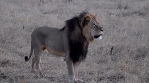 Cecil the Lion. Are lions a "fearsome beast?"