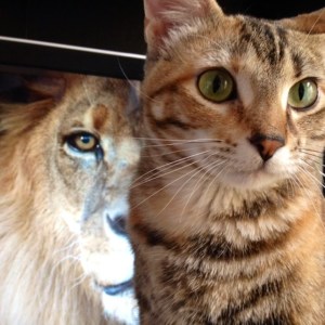 Ellie Whiskers during Big Cat Week, 2015.